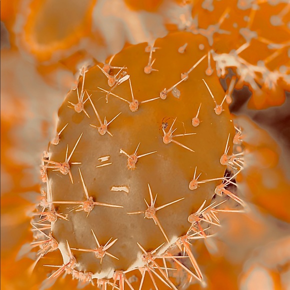 Meet your Posher, Denni - Picture 4 of 13